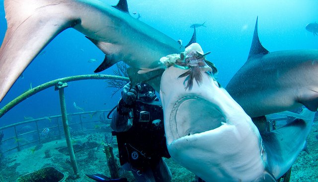 Business Lessons Diving With The Real Sharks | LinkedIn